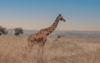 Que visiter en afrique ?